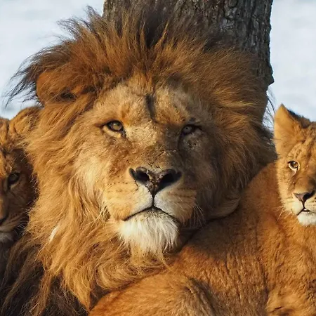 The Bright Side Brabant Molenschot