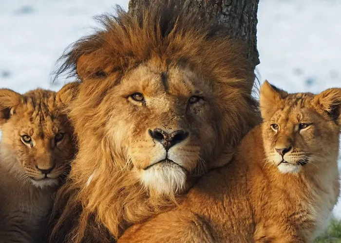 The Bright Side Brabant Molenschot